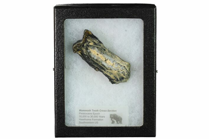 Mammoth Molar Slice with Case - South Carolina #165126